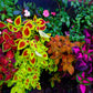100 Mixed Colors COLEUS RAINBOW MIX Shade Houseplant Solenostemon Flower Seeds