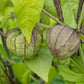 50 PURPLE TOMATILLO Husk Tomato Physalis Ixocarpa Fruit Vegetable Seeds