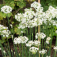 250 GARLIC CHIVE Allium Tuberosum Vegetable Seeds