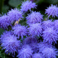 100 Dwarf BLUE MINK AGERATUM Houstonianum Fuzzy Double West Indies Flower Seeds