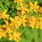 1500 Great SAINT JOHNS WORT St John's Hypericum Pyramidatum Yellow Flower Herb Seeds