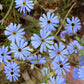 200 Mixed Colors SWAN RIVER DAISY Brachyscome Iberidifolia Flower Seeds