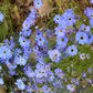200 Mixed Colors SWAN RIVER DAISY Brachyscome Iberidifolia Flower Seeds