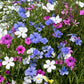 500 Oculata MIXED COLORS VISCARIA (Rose of Heaven / Rose Angel) Silene Coeli-Rosa Flower Seeds