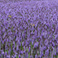 500 PURPLE ANISE HYSSOP (Licorice Mint / Blue Giant) Agastache Foeniculum Herb Flower Seeds