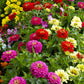 200 Mixed Colors ZINNIA POMPON Zinnia Elegans Flower Seeds