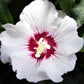 25 White & Hot Pink ROSE Of SHARON HIBISCUS Syriacus Flower Tree Bush Seeds