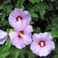 50 Mixed Colors ROSE Of SHARON HIBISCUS Syriacus Flower Tree Bush Seeds Mix