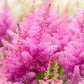 100 PINK MIX ASTILBE (False Spirea / False Goats Beard) Astilbe Chinensis Flower Seeds