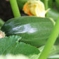 50 BLACK BEAUTY ZUCCHINI Summer Squash Cucurbita Pepo Vegetable Seeds