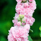 50 Dwarf Double HOLLYHOCK MAJORETTE MIX Alcea Rosea Red Pink White Maroon Yellow Mixed Color Flower Seeds