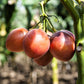 10 TAMARILLO / TREE TOMATO Cyphomandra Betacea Solanum Fruit Tree Seeds