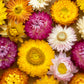 100 TALL Double MIXED Colors STRAWFLOWER Xerochrysum Bracteatum Helichrysum Monstrosum Flower Seeds