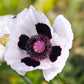 1000 MIXED Colors ORIENTAL POPPY Papaver Orientale Flower Seeds