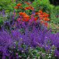 50 BLUE CATMINT Nepeta Mussinii Herb Flower Seeds