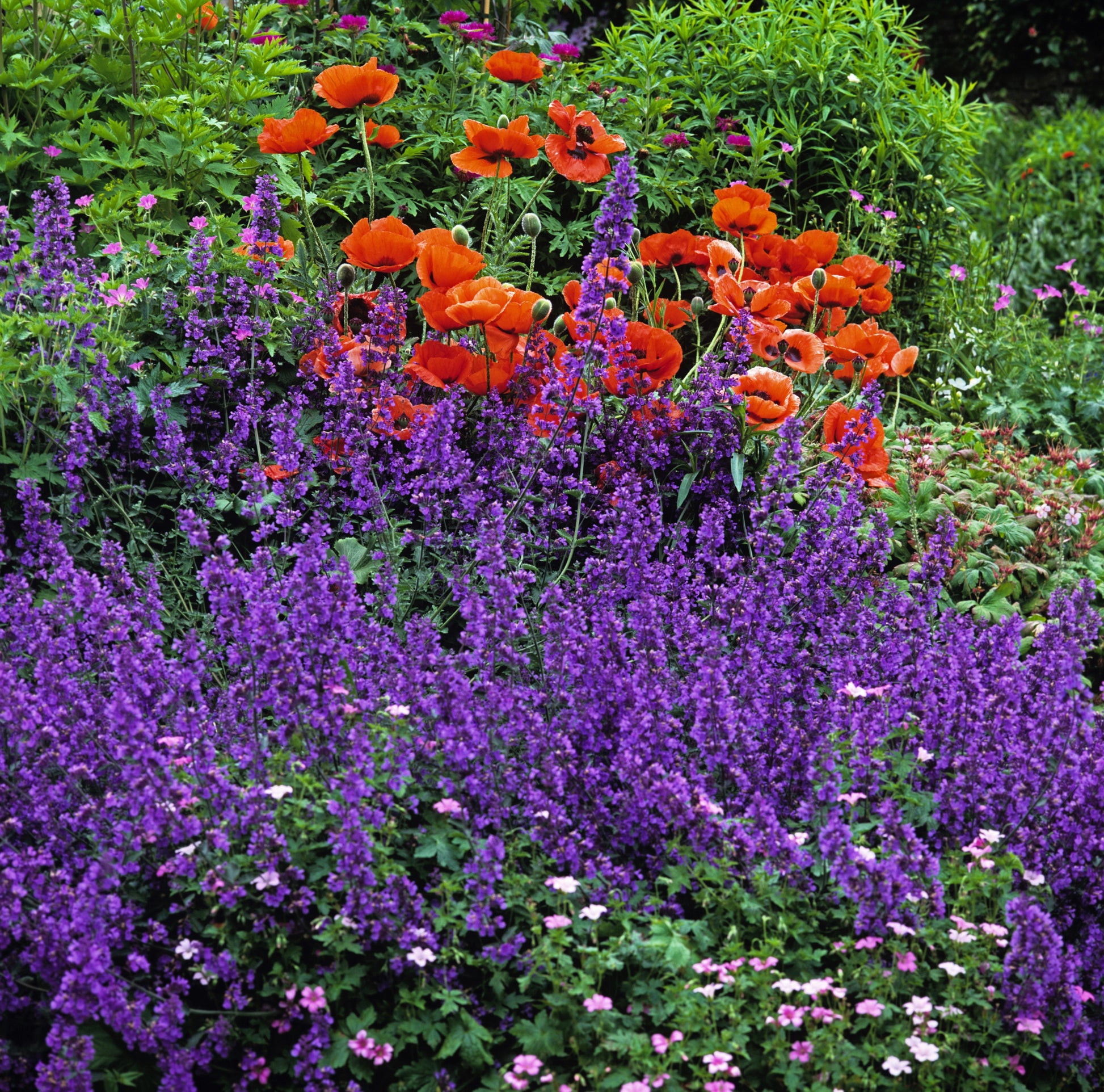 blue orchid flower seeds 50 Blue CATMINT Nepeta Mussinii Herb Flower Seeds
