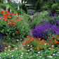 50 BLUE CATMINT Nepeta Mussinii Herb Flower Seeds