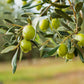 15 EUROPEAN OLIVE TREE Olea Europaea Edible Common Green Black Fruit Seeds