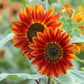 100 Mixed EVENING COLORS SUNFLOWER Helianthus Annuus Orange Red Gold Flower Seeds