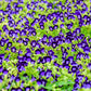 10 KAUAI MIX TORENIA Fournieri Sun or Shade Wishbone Flower Seeds - Mixed Colors 2 Tone Blue Red Pink