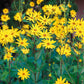 20 JERUSALEM ARTICHOKE Sunchoke Sunroot Helianthus Tuberosus Yellow Sunflower Root Vegetable Seeds