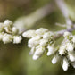 150 White PUSSYTOES Cats Paws Antennaria Flower Seeds