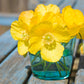 20 Yellow WELSH POPPY Meconopsis Papaver Cambricum Perennial Shade Flower Seeds