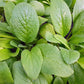 100 Blue Star BORAGE HERB Borago Officinalis Flower Seeds