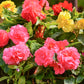 10 MIXED DOUBLE BEGONIA Tuberosa Tuberous Begonia Red Pink White Yellow Orange Shade Flower Seeds