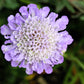 50 FINEST MIXED Colors SCABIOSA (Mourning Bride / Pin Cushion) Scabiosa Atropurpurea Flower Seeds