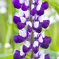 75 Mixed Colors RUSSELL LUPINE (Streamside, Bigleaf, Garden, or Washington Lupine) Lupinus Polyphyllus Flower Seeds