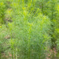 500 Organic CUMIN Cuminum Cyminum Herb Flower Seeds