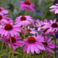 1000 PURPLE CONEFLOWER Echinacea Purpurea Heirloom Flower Herb Seeds