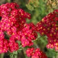 600 RED YARROW Achillea Millefolium Rubra Flower Seeds