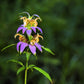 100 SPOTTED BEE BALM Monarda Punctata Flower Herb Horesemint Dotted Mint Seeds