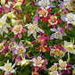 50 MCKANAS GIANT COLUMBINE Mixed Colors Aquilegia Hybrida Flower Seeds