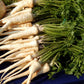 1000 HAMBURG ROOTED PARSLEY Petroselinum Crispum Tuberosum Root Vegetable Seeds