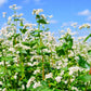 200 Organic BUCKWHEAT Fagopyrum Esculentum Grain Cover Crop Ground Cover Flower Vegetable Seeds