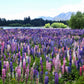 75 Mixed Colors RUSSELL LUPINE (Streamside, Bigleaf, Garden, or Washington Lupine) Lupinus Polyphyllus Flower Seeds