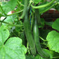 30 ENGLISH CUCUMBER Cucumis Sativus Burpless Fruit Vegetable Seeds