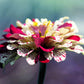 150 PEPPERMINT STICK ZINNIA Mix Mixed Colors Red Stripe Elegans Flower Seeds