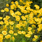 250 GOLDEN MARGUERITE DAISY Dyer's Yellow Chamomile Anthemis Tinctoria Kelwayi Cota Tinctoria  Paris Daisy Herb Flower Seeds