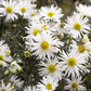 100 WHITE HEATH ASTER Prairie Ericoides Flower Seeds