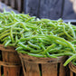 40 GREEN BEAN PROVIDER Phaseolus Vulgaris Vegetable Seeds