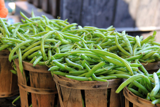 40 GREEN BEAN PROVIDER Phaseolus Vulgaris Vegetable Seeds