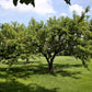 3 NEMAGUARD PEACH TREE Prunus Persica Fruit Pink Flower Seeds