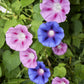 50 Mixed Colors MORNING GLORY Ipomoea Purpurea Vine Flower Seeds