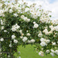 5 WHITE CLIMBING ROSE Rosa Bush Vine Climber Fragrant Butterfly Flower Seeds