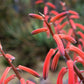 150 Eatons RED FIRECRACKER PENSTEMON Eatonii Native Hummingbird Flower Seeds