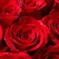 5 RED ROSE Rosa Bush Shrub Perennial Flower Seeds
